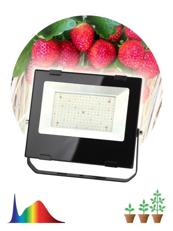 Прожектор Fito (LED) 100Вт 200 мкмоль/с 440:660нм 4000К цветение, плодонош. IP65 ЭРА